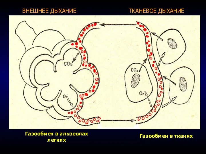 Газообмен в альвеолах легких ВНЕШНЕЕ ДЫХАНИЕ ТКАНЕВОЕ ДЫХАНИЕ Газообмен в тканях