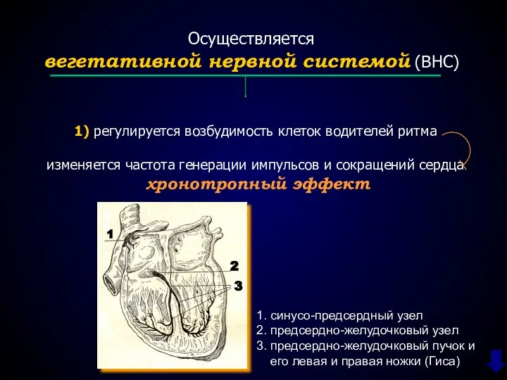 Осуществляется вегетативной нервной системой (ВНС) 1) регулируется возбудимость клеток водителей ритма изменяется