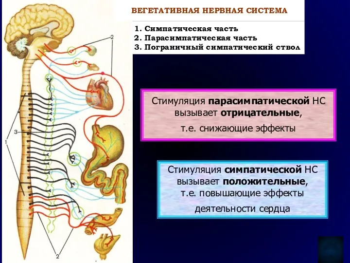 Стимуляция парасимпатической НС вызывает отрицательные, т.е. снижающие эффекты Стимуляция симпатической НС вызывает