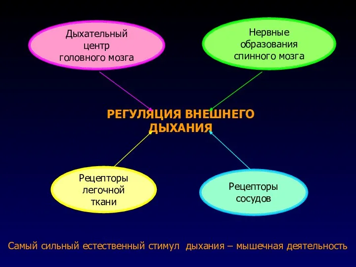 РЕГУЛЯЦИЯ ВНЕШНЕГО ДЫХАНИЯ Рецепторы легочной ткани Рецепторы сосудов Дыхательный центр головного мозга