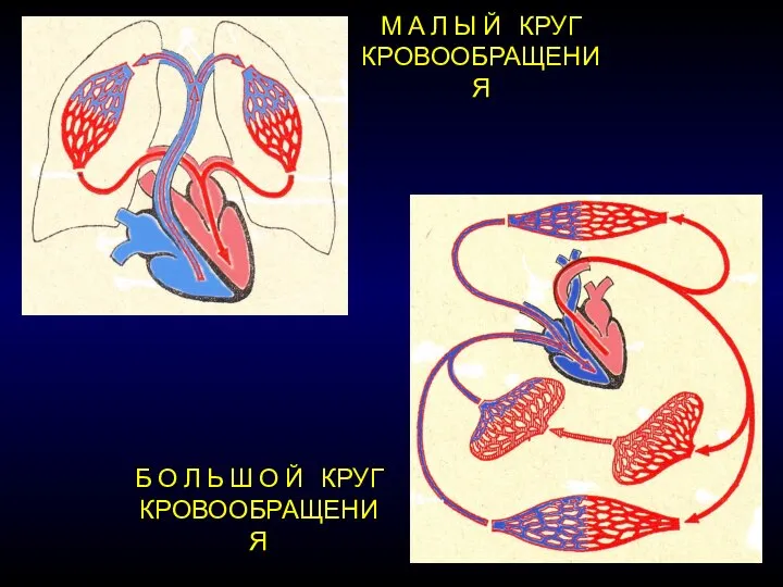 М А Л Ы Й КРУГ КРОВООБРАЩЕНИЯ Б О Л Ь Ш О Й КРУГ КРОВООБРАЩЕНИЯ