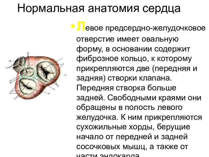 Нормальная анатомия сердца Левое предсердно-желудочковое отверстие имеет овальную форму, в основании содержит