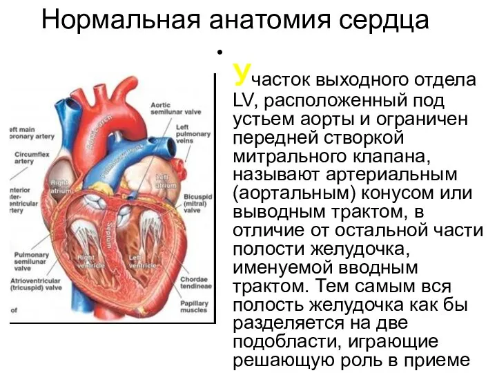 Нормальная анатомия сердца Участок выходного отдела LV, расположенный под устьем аорты и