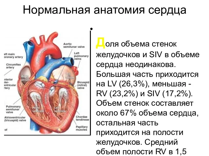 Нормальная анатомия сердца Доля объема стенок желудочков и SIV в объеме сердца