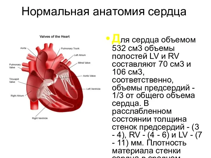 Нормальная анатомия сердца Для сердца объемом 532 см3 объемы полостей LV и