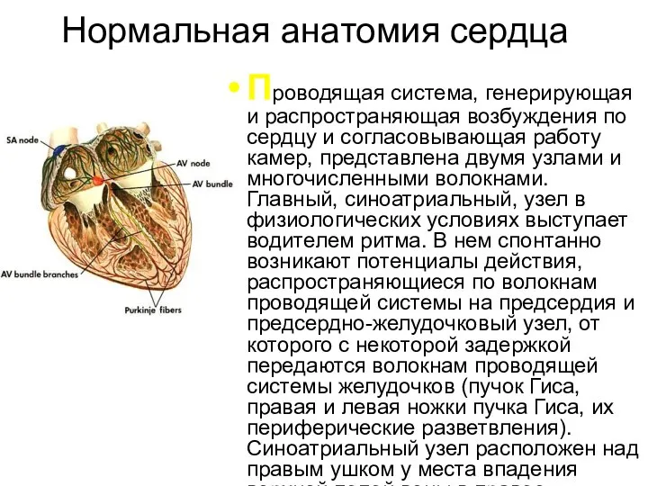 Нормальная анатомия сердца Проводящая система, генерирующая и распространяющая возбуждения по сердцу и