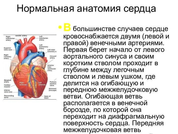 Нормальная анатомия сердца В большинстве случаев сердце кровоснабжается двумя (левой и правой)