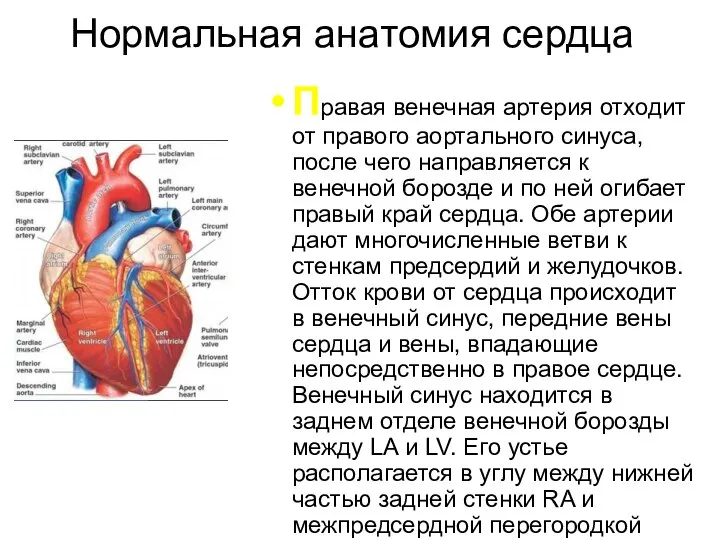 Нормальная анатомия сердца Правая венечная артерия отходит от правого аортального синуса, после