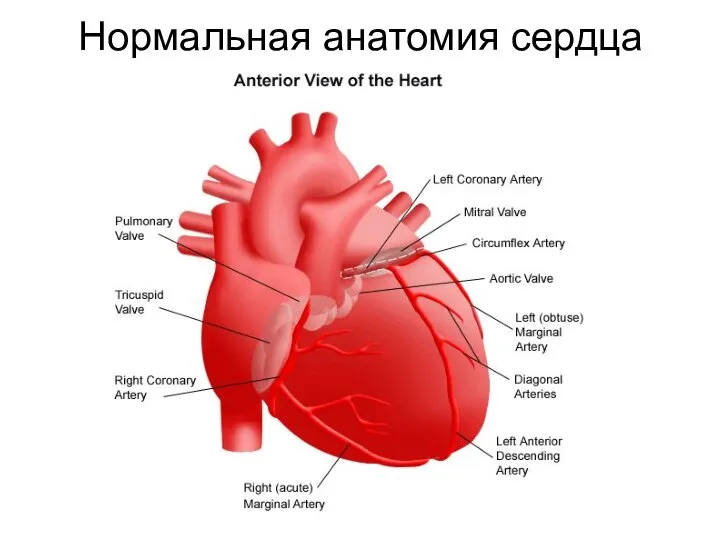 Нормальная анатомия сердца
