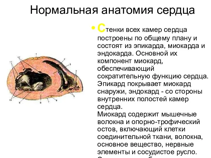 Нормальная анатомия сердца Стенки всех камер сердца построены по общему плану и