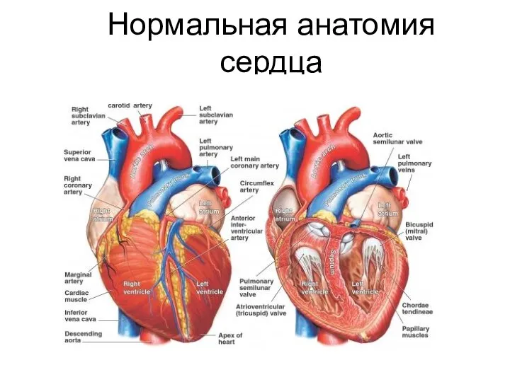 Нормальная анатомия сердца