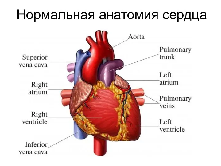 Нормальная анатомия сердца