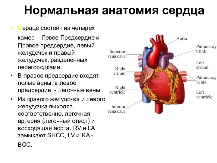 Нормальная анатомия сердца Сердце состоит из четырех камер – Левое Предсердие и