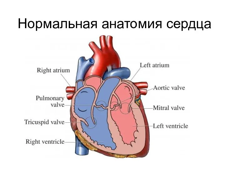 Нормальная анатомия сердца