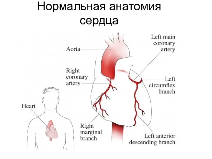 Нормальная анатомия сердца