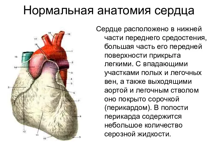 Нормальная анатомия сердца Сердце расположено в нижней части переднего средостения, большая часть