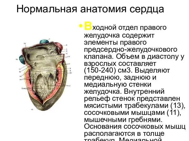 Нормальная анатомия сердца Входной отдел правого желудочка содержит элементы правого предсердно-желудочкового клапана.