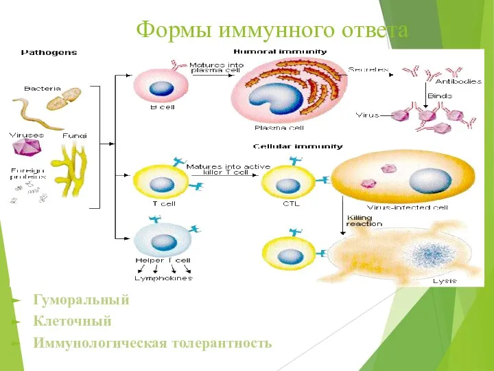 Формы иммунного ответа Гуморальный Клеточный Иммунологическая толерантность