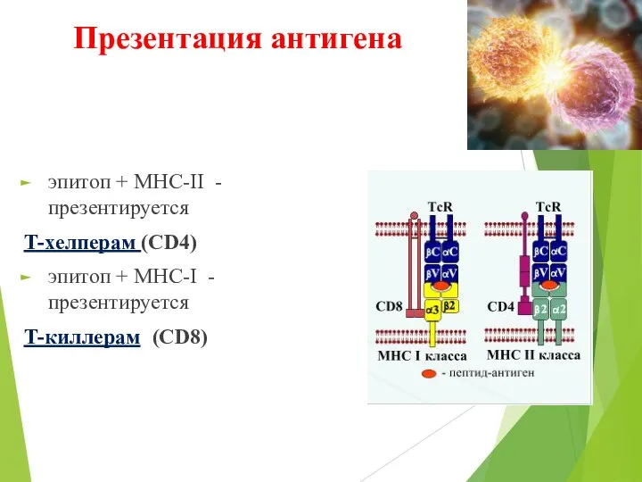Презентация антигена эпитоп + МНС-II - презентируется Т-хелперам (CD4) эпитоп + МНС-I - презентируется Т-киллерам (CD8)