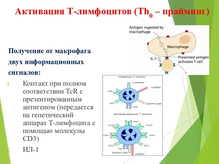 Активация Т-лимфоцитов (Th0 – прайминг) Получение от макрофага двух информационных сигналов: Контакт