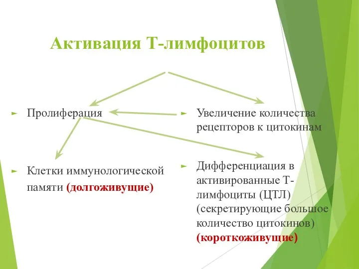 Активация Т-лимфоцитов Пролиферация Клетки иммунологической памяти (долгоживущие) Увеличение количества рецепторов к цитокинам