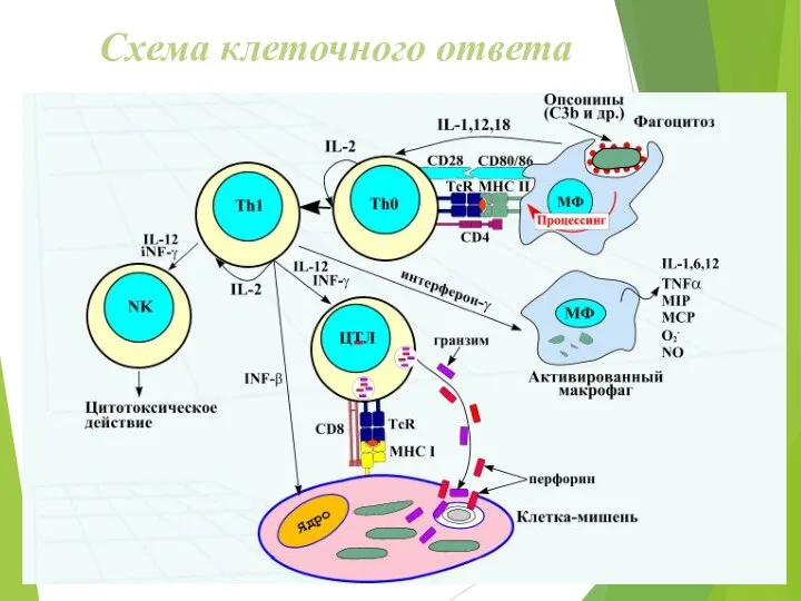 Схема клеточного ответа