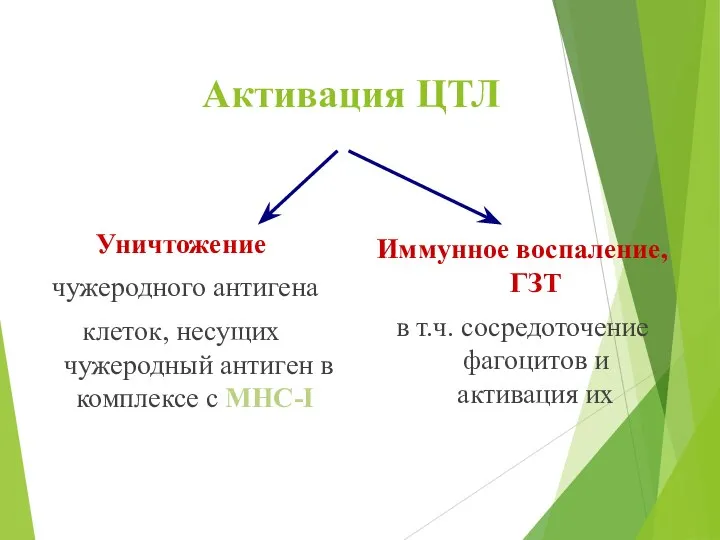 Активация ЦТЛ Уничтожение чужеродного антигена клеток, несущих чужеродный антиген в комплексе с