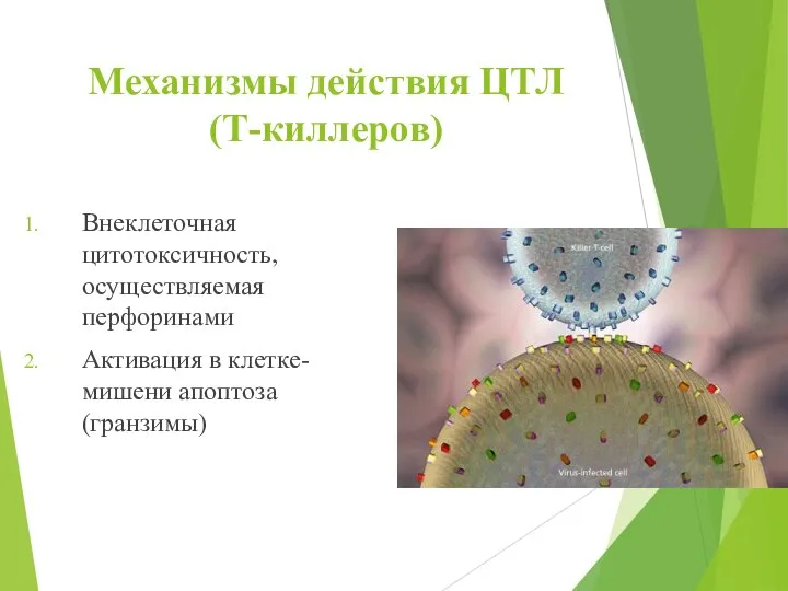 Механизмы действия ЦТЛ (Т-киллеров) Внеклеточная цитотоксичность, осуществляемая перфоринами Активация в клетке-мишени апоптоза (гранзимы)