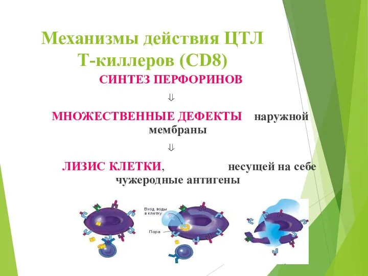 Механизмы действия ЦТЛ Т-киллеров (CD8) СИНТЕЗ ПЕРФОРИНОВ ⇓ МНОЖЕСТВЕННЫЕ ДЕФЕКТЫ наружной мембраны