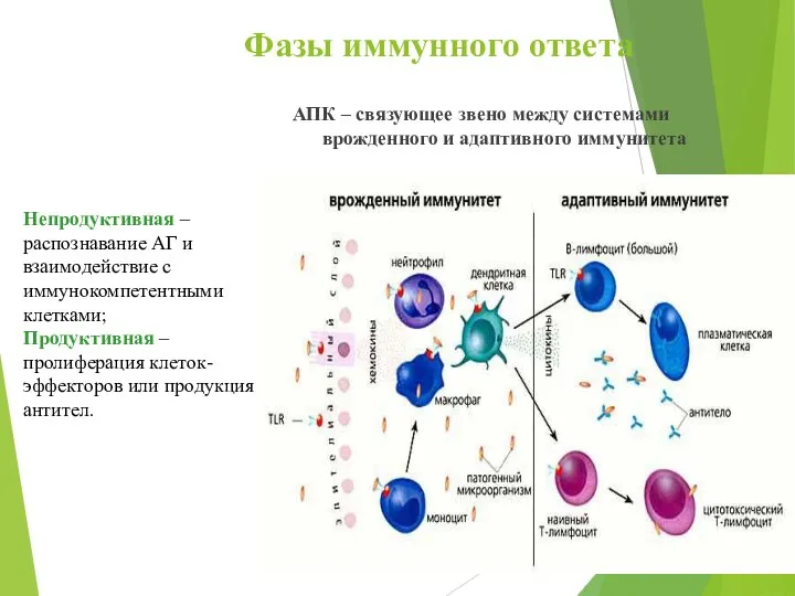 Фазы иммунного ответа АПК – связующее звено между системами врожденного и адаптивного