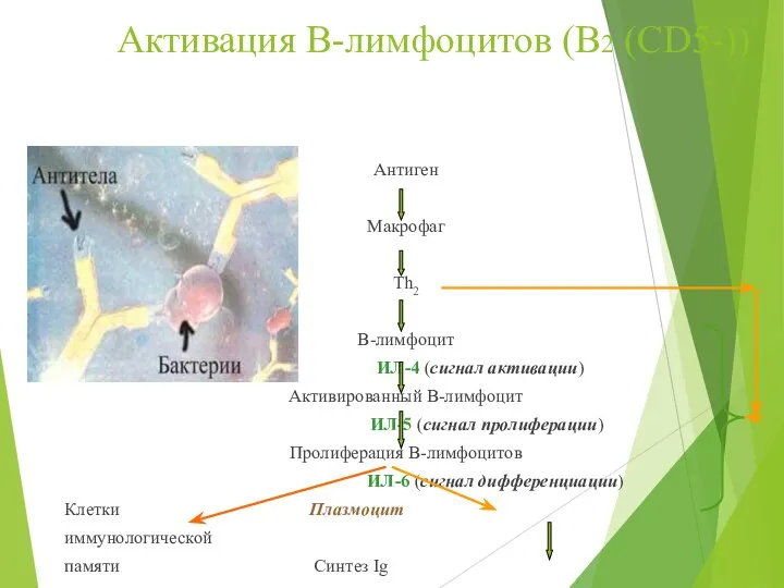 Активация В-лимфоцитов (В2 (СD5-)) Антиген Макрофаг Th2 В-лимфоцит ИЛ-4 (сигнал активации) Активированный