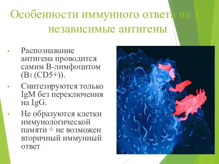 Особенности иммунного ответа на Т-независимые антигены Распознавание антигена проводится самим В-лимфоцитом (B1