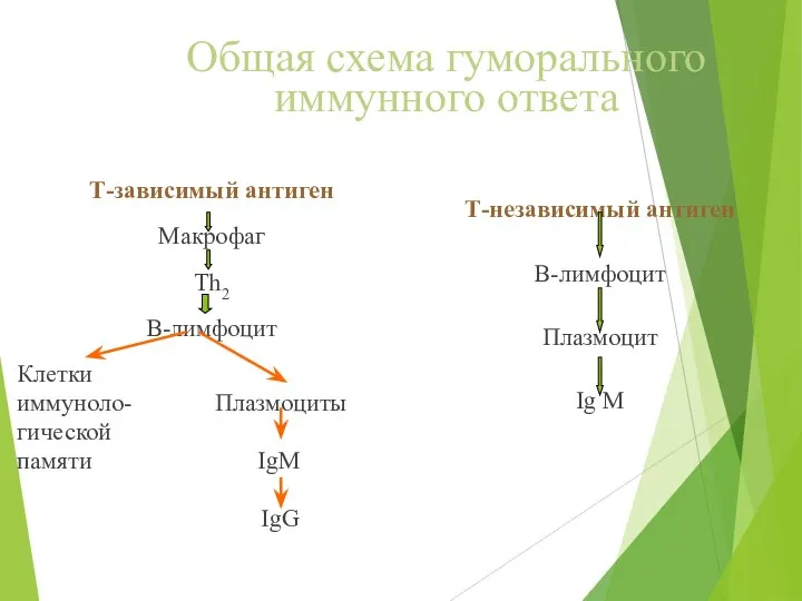 Общая схема гуморального иммунного ответа Т-зависимый антиген Макрофаг Тh2 В-лимфоцит Клетки иммуноло-