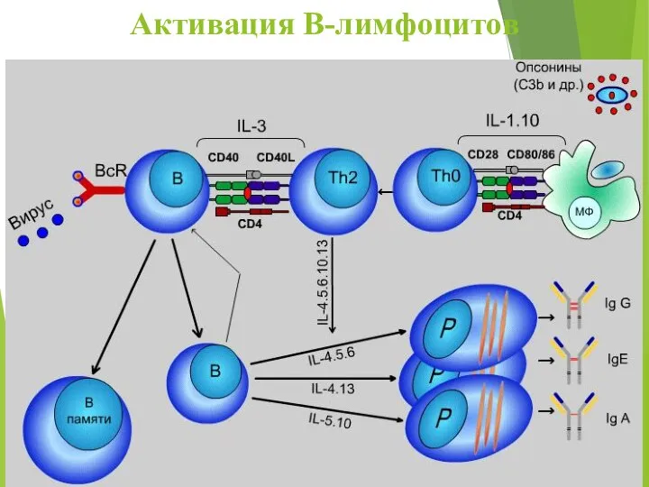 Активация В-лимфоцитов