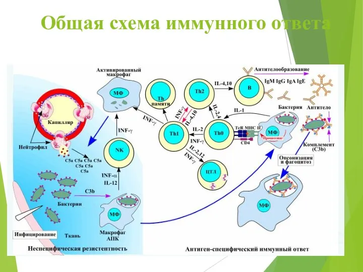 Общая схема иммунного ответа