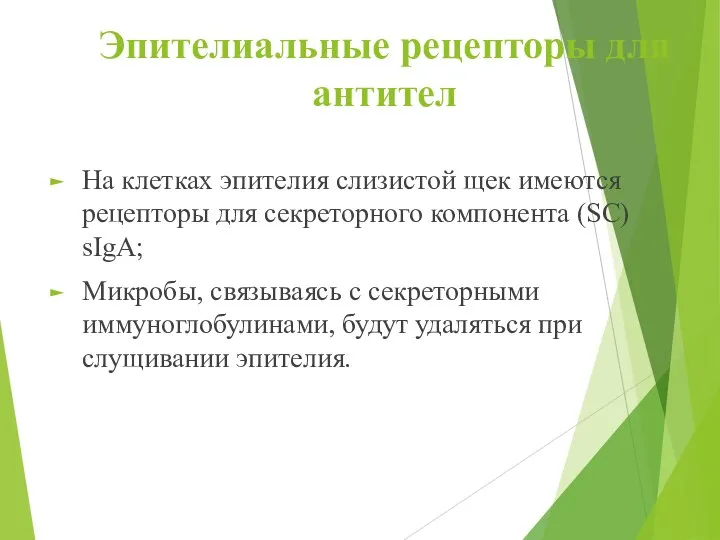 Эпителиальные рецепторы для антител На клетках эпителия слизистой щек имеются рецепторы для