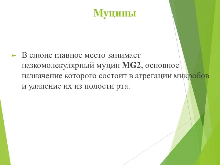 Муцины В слюне главное место занимает назкомолекулярный муцин MG2, основное назначение которого