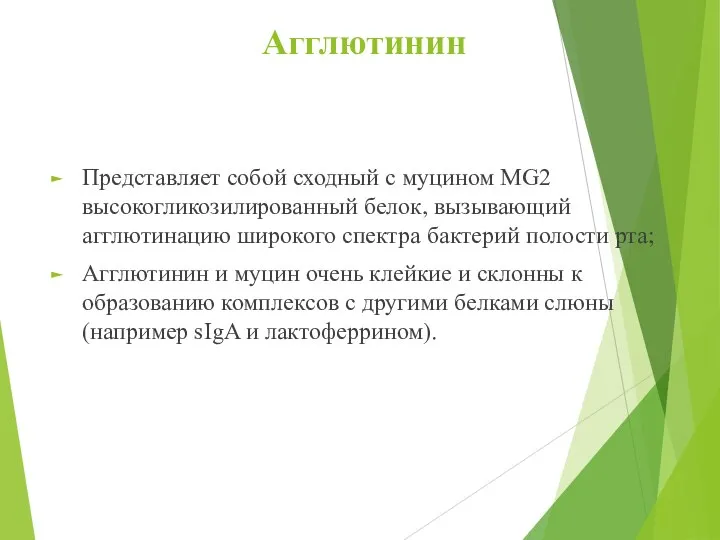 Агглютинин Представляет собой сходный с муцином MG2 высокогликозилированный белок, вызывающий агглютинацию широкого