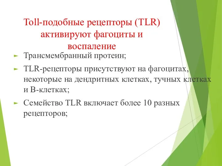 Toll-подобные рецепторы (TLR) активируют фагоциты и воспаление Трансмембранный протеин; TLR-рецепторы присутствуют на