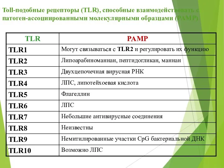 Toll-подобные рецепторы (TLR), способные взаимодействовать с патоген-ассоциированными молекулярными образцами (PAMP)