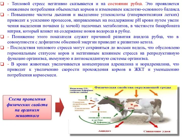 - Тепловой стресс негативно сказывается и на состоянии рубца. Это проявляется снижением