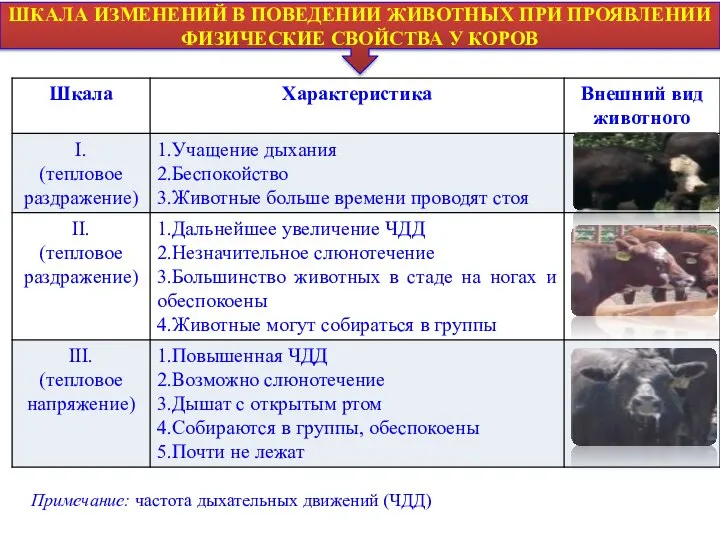 ШКАЛА ИЗМЕНЕНИЙ В ПОВЕДЕНИИ ЖИВОТНЫХ ПРИ ПРОЯВЛЕНИИ ФИЗИЧЕСКИЕ СВОЙСТВА У КОРОВ Примечание: частота дыхательных движений (ЧДД)