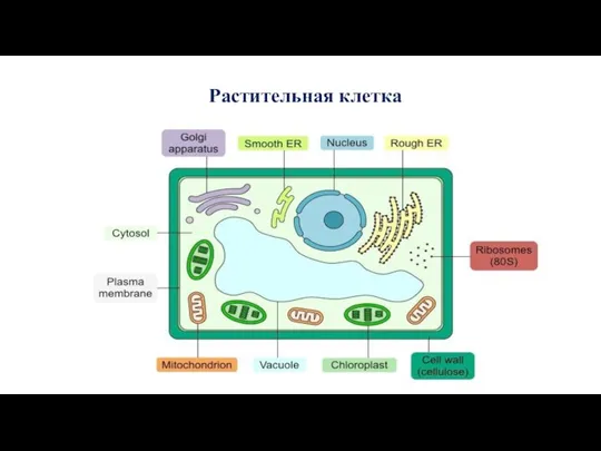 Растительная клетка