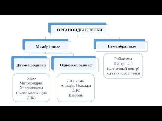 Ядро Митохондрии Хлоропласты (имеют собственную ДНК) Лизосомы Аппарат Гольджи ЭПС Вакуоль Рибосомы