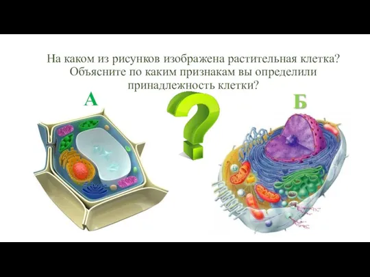 Б А На каком из рисунков изображена растительная клетка? Объясните по каким