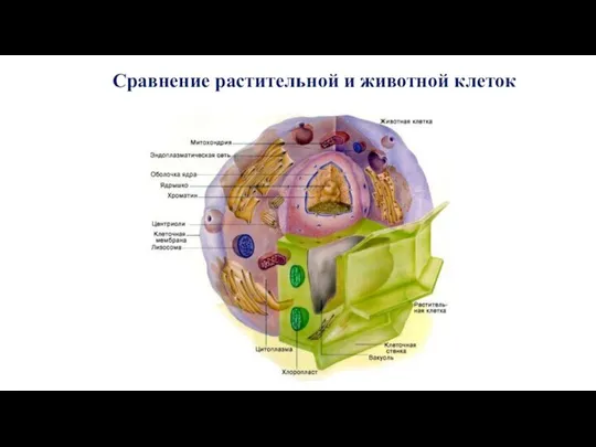 Сравнение растительной и животной клеток