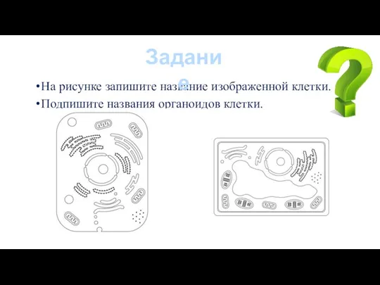 На рисунке запишите название изображенной клетки. Подпишите названия органоидов клетки. Задание