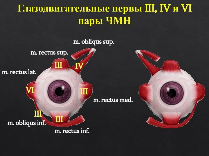 Глазодвигательные нервы III, IV и VI пары ЧМН IV m. rectus med.