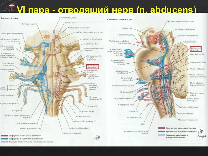 VI пара - отводящий нерв (n. abducens) Ядро отводящего нерва (nucl. n.