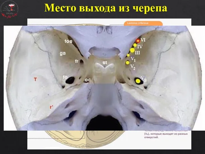 Место выхода из черепа